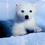 北極のナヌー