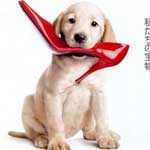 マーリー 世界一おバカな犬が教えてくれたこと