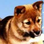 フラガールと犬のチョコ